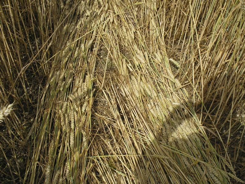 Stonehenge, Wiltshire crop circle, aerial photo 84