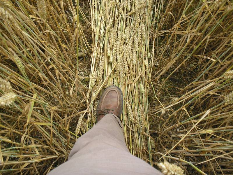 Stonehenge, Wiltshire crop circle, aerial photo 86