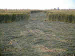 Drnberg, Germany crop circle, aerial photo 5