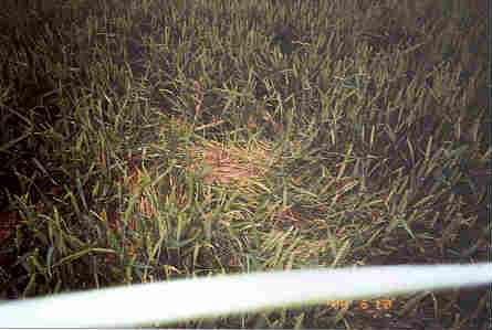 Ubachsberg, Netherlands crop circle, aerial photo 3