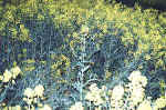 Burghasungen, Germany crop circle, aerial photo 3