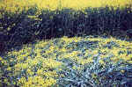 Burghasungen, Germany crop circle, aerial photo 4
