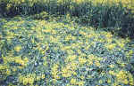Burghasungen, Germany crop circle, aerial photo 5
