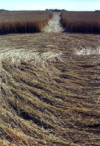 Moosomin, Canada crop circle, aerial photo 2