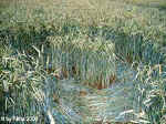 Netze, Germany crop circle, aerial photo 5