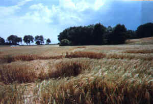 Schmedshagen, Germany crop circle, aerial photo 3