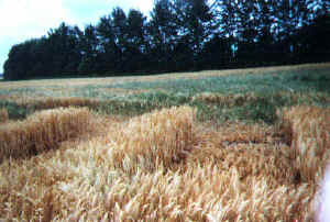 Schmedshagen, Germany crop circle, aerial photo 4