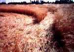 Whiskey Hill Road, USA crop circle, aerial photo 4