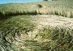 Cejkovice, Czech Republic crop circle, aerial photo 2