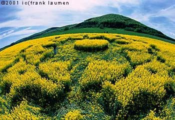 Zierenberg, Germany crop circle, aerial photo 2