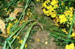 Zierenberg, Germany crop circle, aerial photo 15