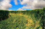 Zueschen, Germany crop circle, aerial photo 4
