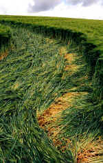 Zueschen, Germany crop circle, aerial photo 5