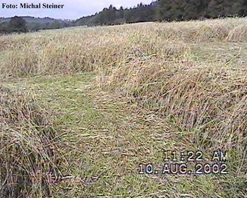 Zavlekov, Czech Republic crop circle, aerial photo 3