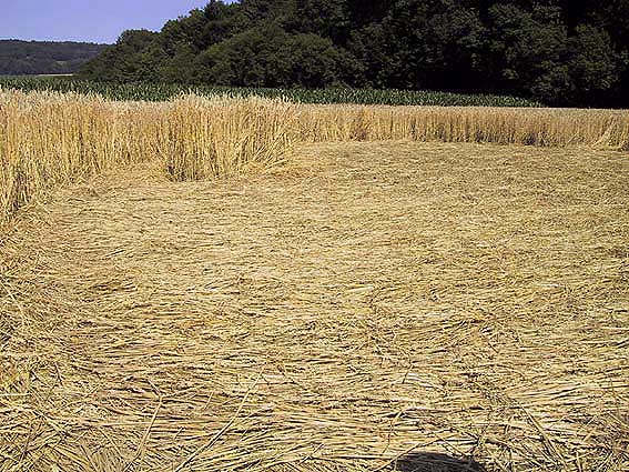 Unterehrendingen, Canton Aargau, Switzerland crop circle, aerial photo 3