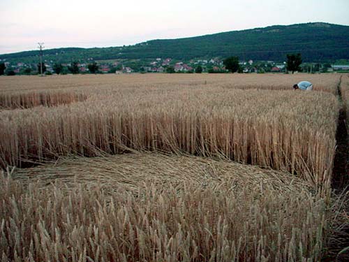 Serbia (2) in Yugoslavia, Slovakia crop circle, aerial photo 2