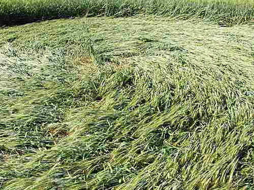 Busswil, Switerland, Switzerland crop circle, aerial photo 5