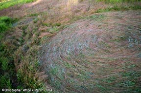 Sunshine Coast, Queensland, Australia crop circle, aerial photo 2