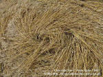 Kietrzem, Poland crop circle, aerial photo 18