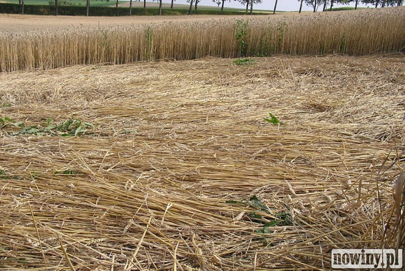 Kietrzem, Poland crop circle, aerial photo 6