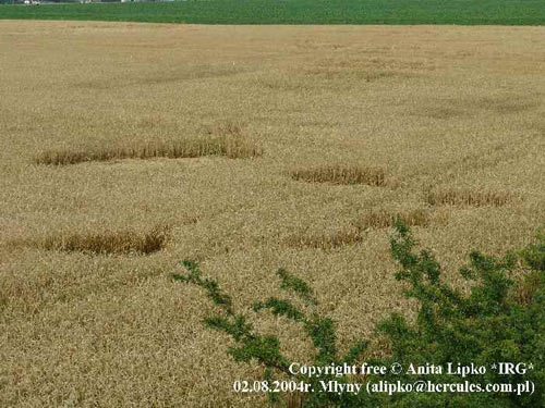 Kietrzem, Poland crop circle, aerial photo 10