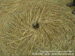 Kietrzem, Poland crop circle, aerial photo 20