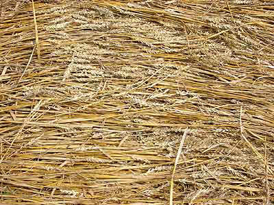 Near Ursellen, Switzerland crop circle, aerial photo 3