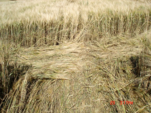 Sweden Tystberga (Smiley), Sweden crop circle, aerial photo 7