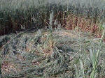 Belgian formation was, Belgium crop circle, aerial photo 5