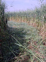 Belgian formation was, Belgium crop circle, aerial photo 10