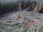 Belgian formation was, Belgium crop circle, aerial photo 9