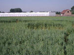 Belgian formation was, Belgium crop circle, aerial photo 20