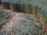 Belgian formation was, Belgium crop circle, aerial photo 16