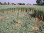 Belgian formation was, Belgium crop circle, aerial photo 19