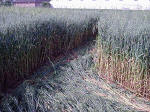 Belgian formation was, Belgium crop circle, aerial photo 21