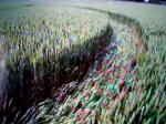 Belgian formation was, Belgium crop circle, aerial photo 25