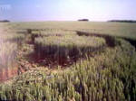 Belgian formation was, Belgium crop circle, aerial photo 27