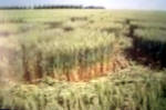 Belgian formation was, Belgium crop circle, aerial photo 28