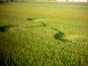 (first formation, Vrhovljan, Croatia crop circle, aerial photo 9
