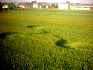 (first formation, Vrhovljan, Croatia crop circle, aerial photo 7