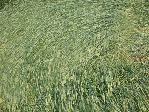 (first formation, Vrhovljan, Croatia crop circle, aerial photo 3