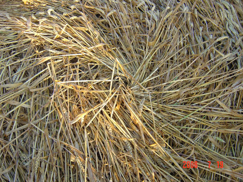 KRAPJE, Slovenia crop circle, aerial photo 8