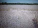 KRAPJE, Slovenia crop circle, aerial photo 15