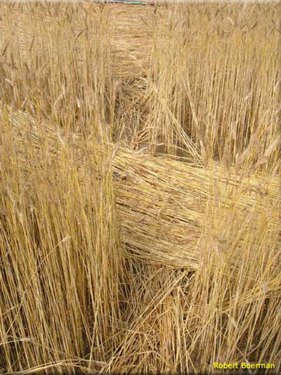 This formation was discovered and, Netherlands crop circle, aerial photo 12
