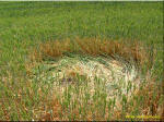 This formation was discovered and, Netherlands crop circle, aerial photo 9