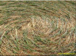 This formation was discovered and, Netherlands crop circle, aerial photo 8