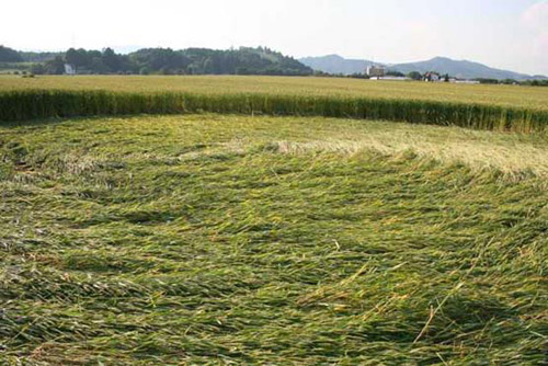 (100 meters) crop formation, Slovenia crop circle, aerial photo 10