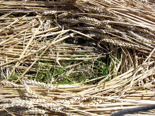 Switzerland, Switzerland crop circle, aerial photo 6