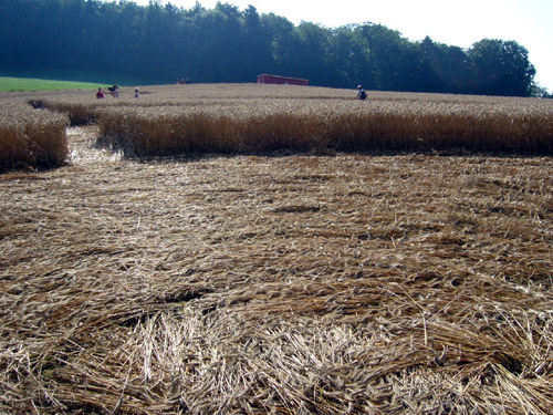 Switzerland, Switzerland crop circle, aerial photo 3