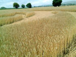 Switzerland, Switzerland crop circle, aerial photo 17